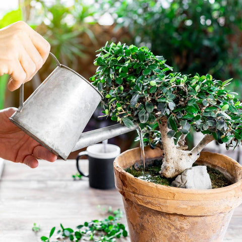 Uzgoj bonsaija & Upute pripreme