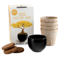 SET - Bonsai, uzgoj ginka + keramička posuda
