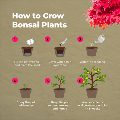 SET - Bonsai, uzgoj 4 vrste biljaka + 2 besplatne sjemenke