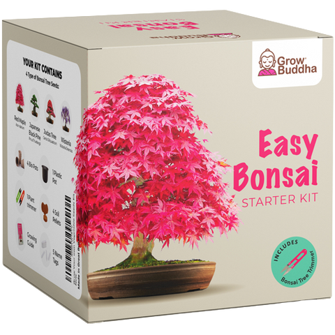 SET - Bonsai, uzgoj 4 vrste biljaka + 2 besplatne sjemenke