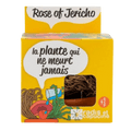 SET - Posuda za uzgoj Jerihonskog cvijeta