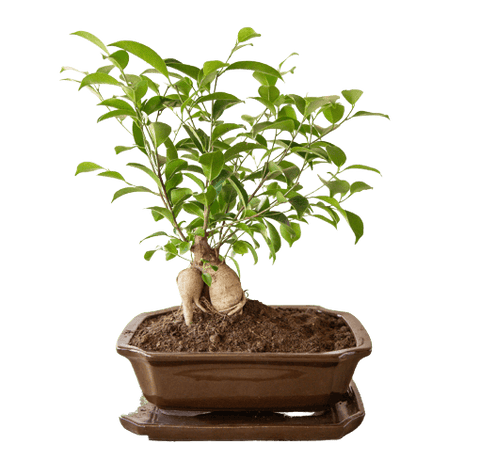 Bonsai lonac s podnožjem