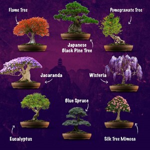 SET - Bonsai Easy & Gnojivo za bonsaije s probioticama